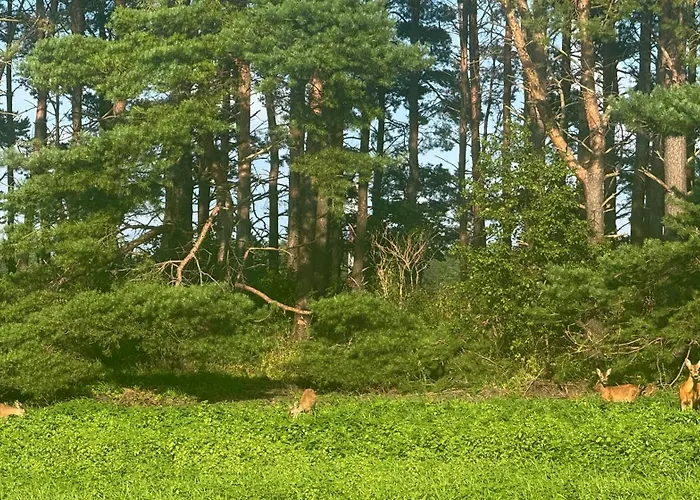 Pikadi By The Baltic Sea Паланга